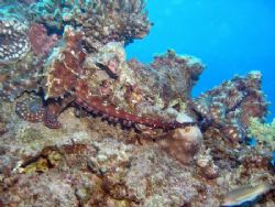 Octopus mating, taken at Sharksbay with Olympus SP-350 by Anel Van Veelen 